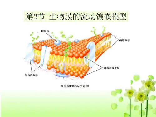一生物膜结构的探索历程(课堂PPT)