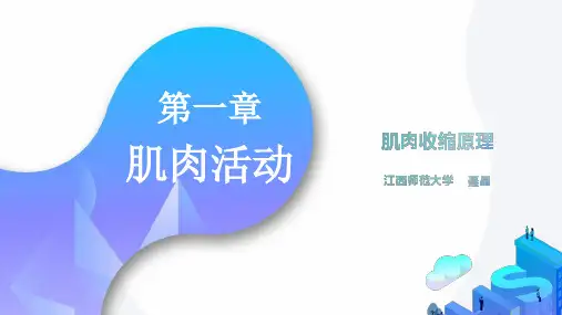 肌肉收缩原理