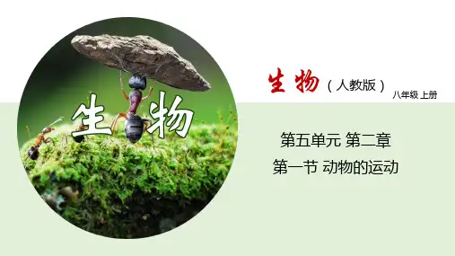 5.2.1 动物的运动(课件)八年级生物上册(人教版)