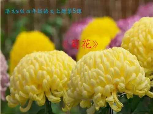 四年级上册语文课件-二单元 5 菊花 语文S版