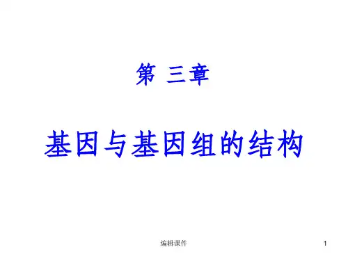 基因与基因组ppt课件