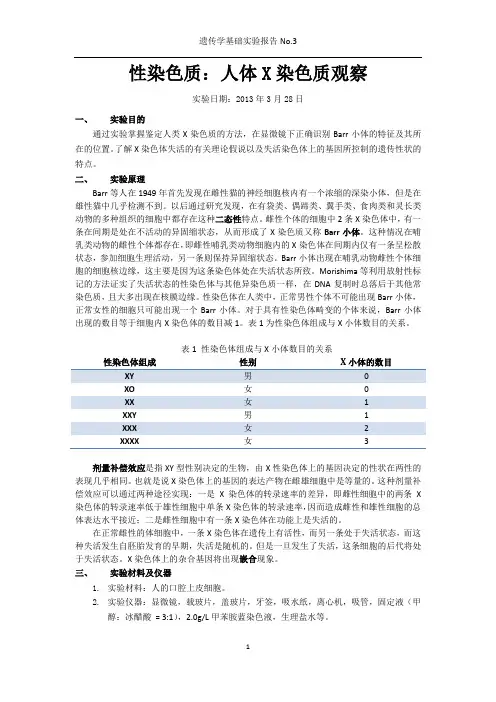 遗传实验报告3_巴氏小体