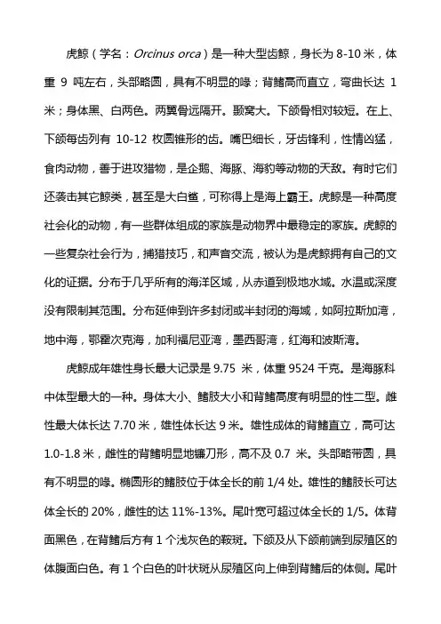 虎鲸