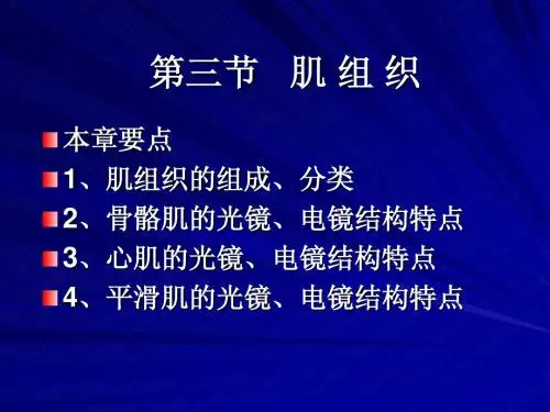 第九章  第三节   肌组织