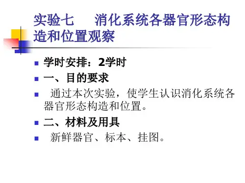 消化系统各器官形态构造和位置观察