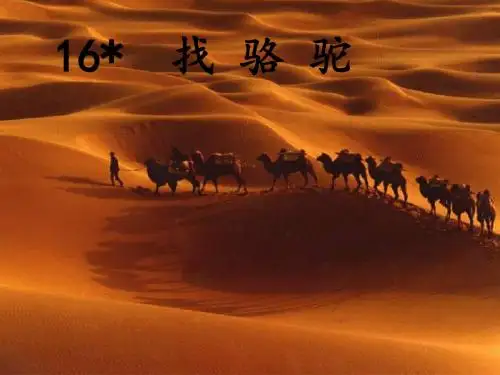 找骆驼的课件