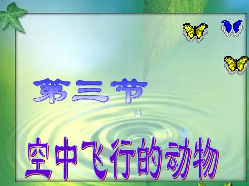 《空中飞行的动物鸟》PPT课件