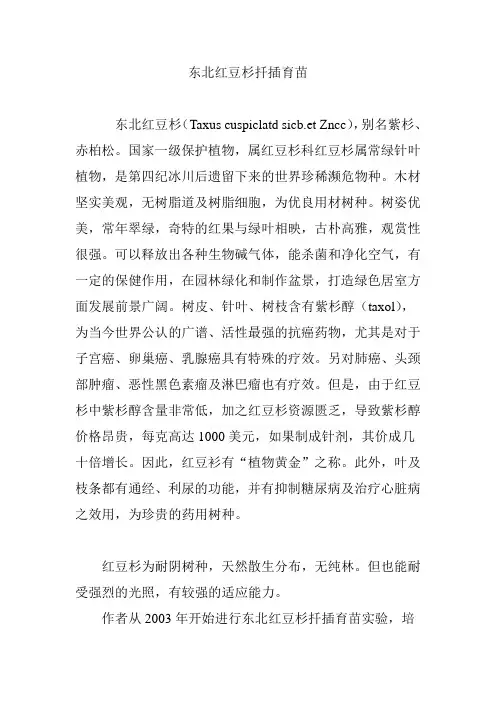 东北红豆杉扦插育苗
