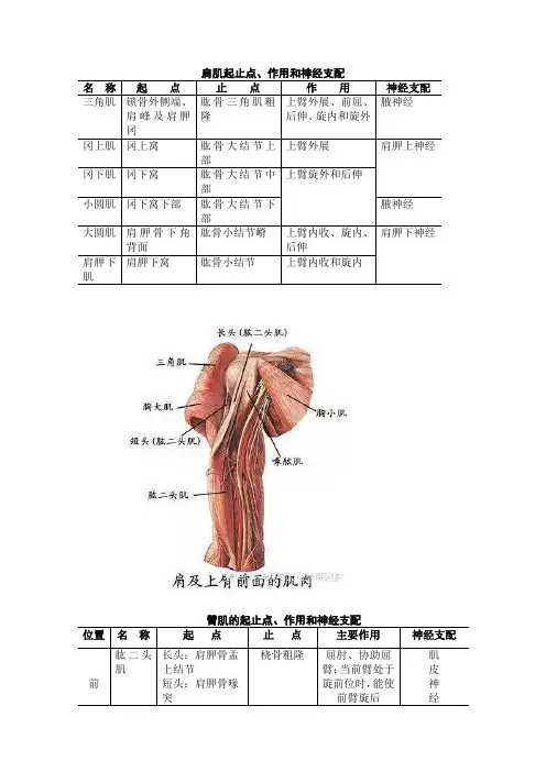 肌肉起止点