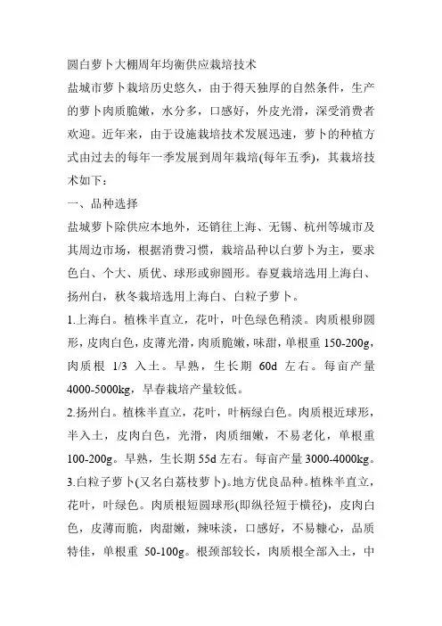 圆白萝卜大棚周年均衡供应栽培技术