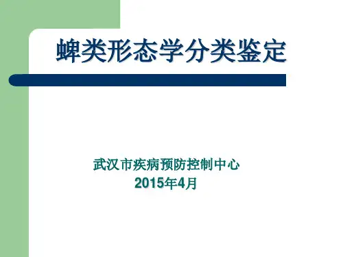 蜱类形态学分类鉴定