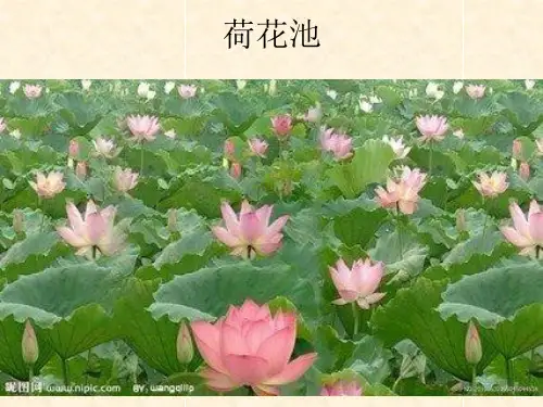 荷花 作文