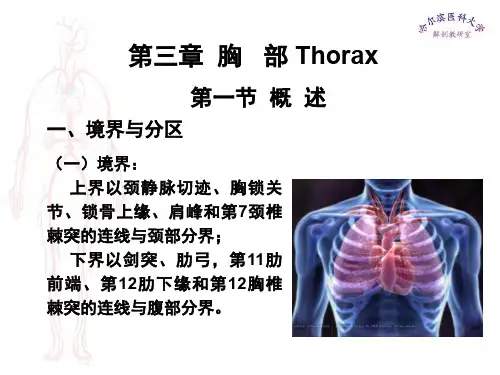 临床医学五年制局部解剖学课件胸部PT
