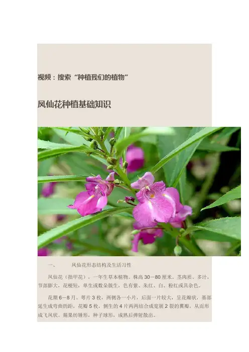 凤仙花种植基础知识