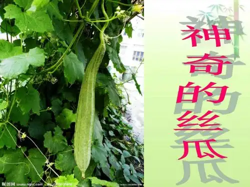18 神奇的丝瓜_课件