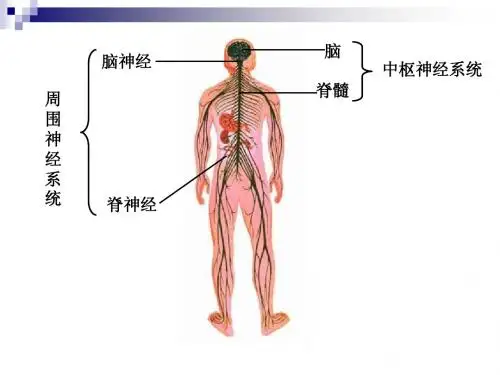 第六章神经系统及神经调节的基本方式---反射