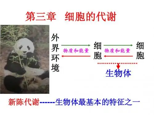 生物必修一第三章第一节 细胞与能量