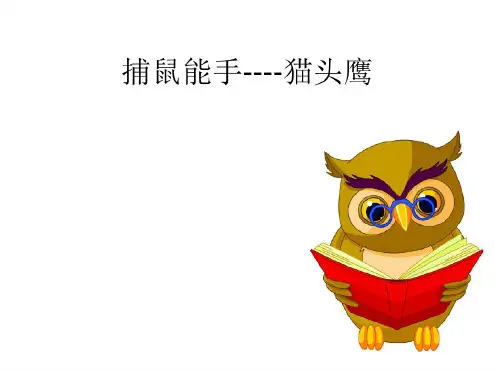 捕鼠能手--猫头鹰