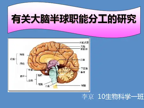 大脑半球职能分工的