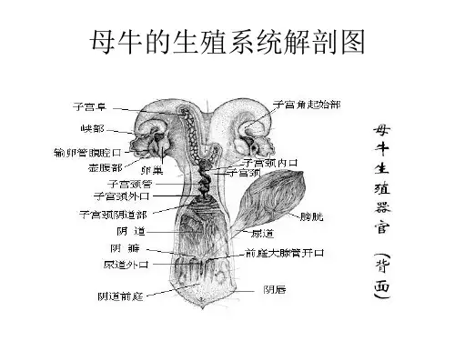 发情鉴定和控制专题培训课件