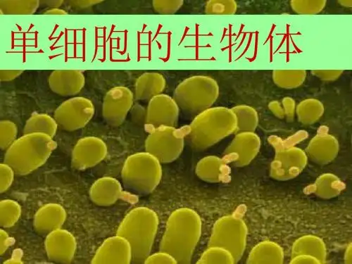 生物：8.3《单细胞的生物体》课件(苏科版七年级下)