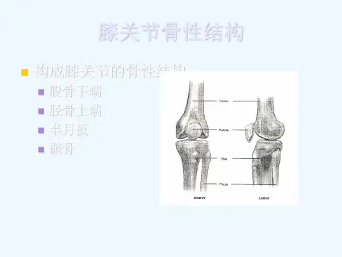 膝关节的应用解剖