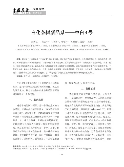 白化茶树新品系——中白4号