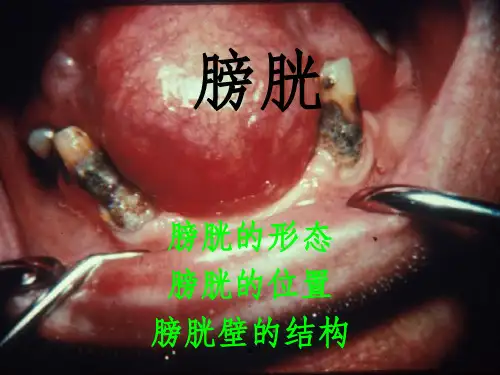 膀胱解剖及临床