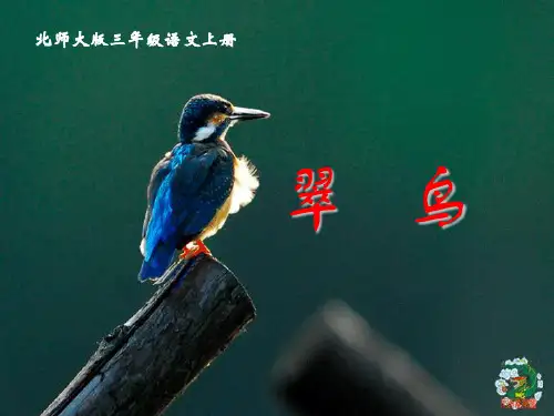 北师大版三年级语文上册《翠鸟》优秀ppt课件   大赛获奖精美课件PPT