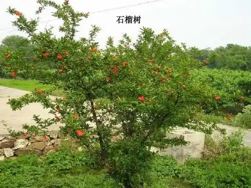 石榴娃娃笑了