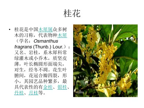 桂花