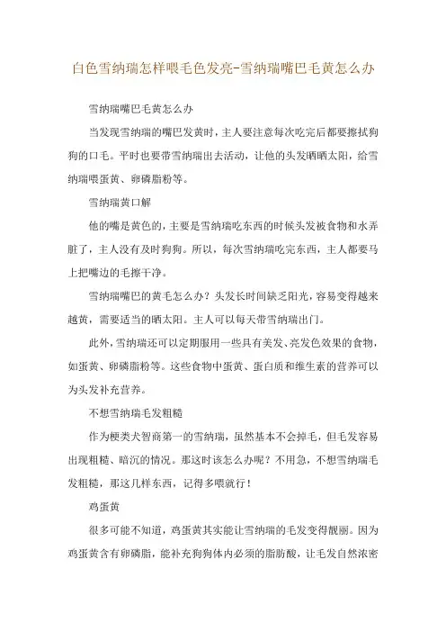 白色雪纳瑞怎样喂毛色发亮-雪纳瑞嘴巴毛黄怎么办