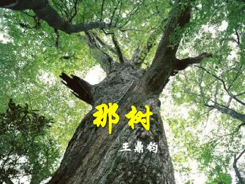 《那树》PPT课件