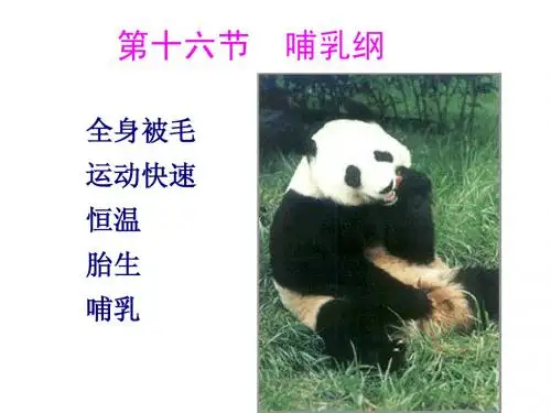 动物的类群--哺乳纲