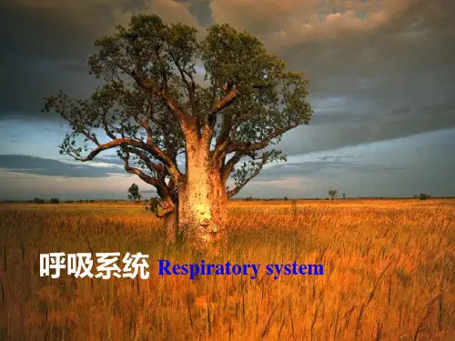 人体解剖学:呼吸系统
