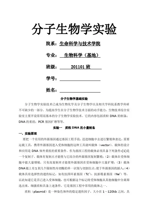 分子生物学实验报告