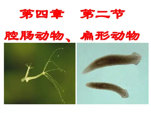 七年级 生物 上册 腔肠动物和扁形动物 课件