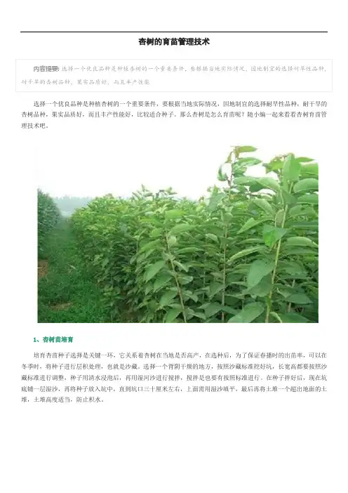 杏树的育苗管理技术