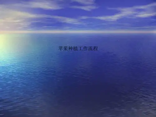 苹果种植工作流程