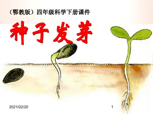 小学四年级下册科学 《种子发芽》PPT优秀课件