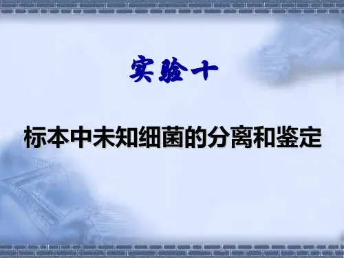 标本中未知细菌的分离和鉴定