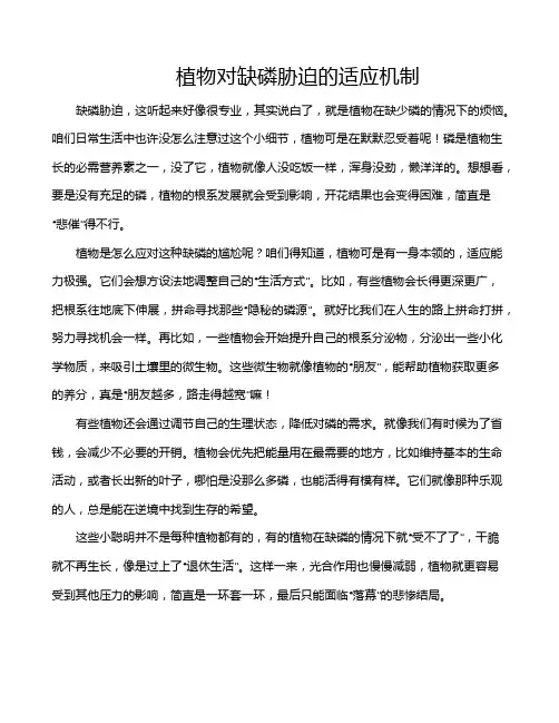 植物对缺磷胁迫的适应机制