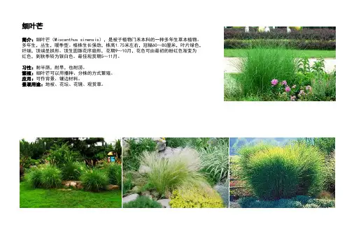 10.22观赏草汇总