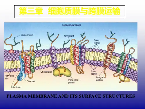 分子生物学-4细胞膜与跨膜运输