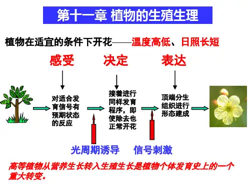 植物生理学011生殖生理