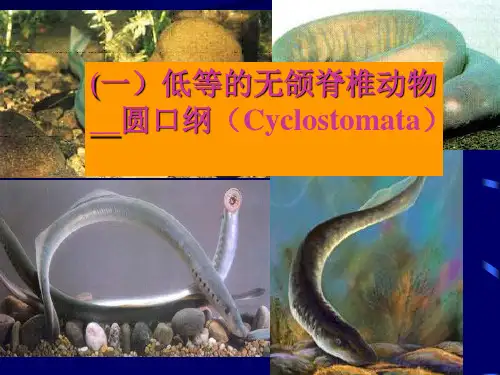 圆口纲课件