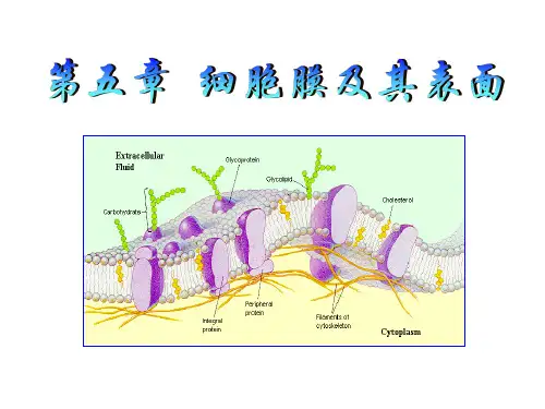 第5章之(1)细胞膜的分子结构和特性