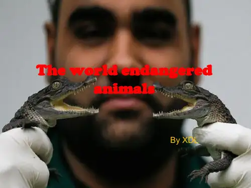 英语endangered animals