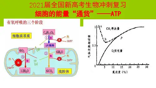 2021届全国新高考生物冲刺复习 细胞的能量“通货”——ATP