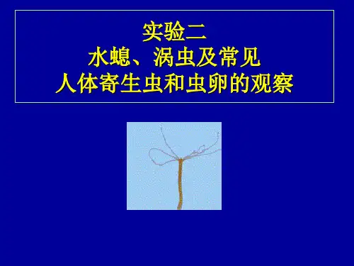实验2水螅、涡虫及寄生虫